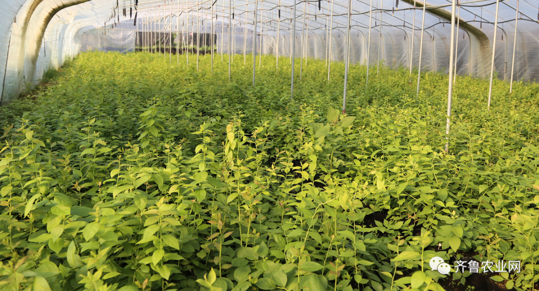 齐鲁农业网实验基地与肥城力科农业合作社挂牌