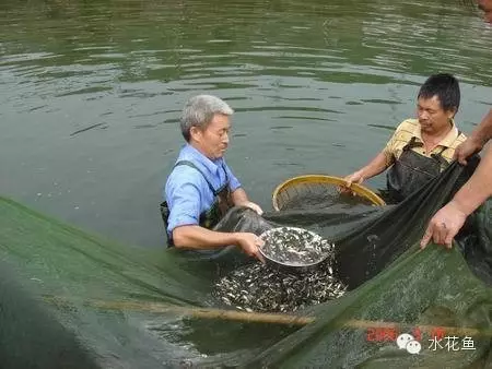 水产苗种安全运输的操作要点：适宜的用水及其温度，炼网并停食