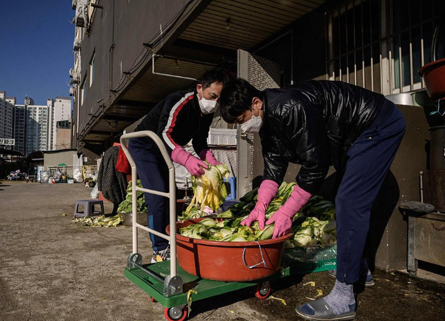 韓國的鑽石白菜價令人望而卻步，多重因素下的農業危機
