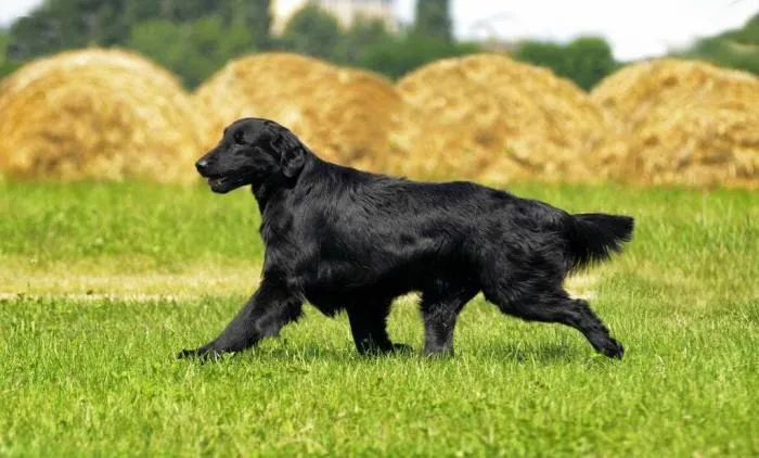 关于狗子的21个神奇冷知识，知道一半的都很了不起