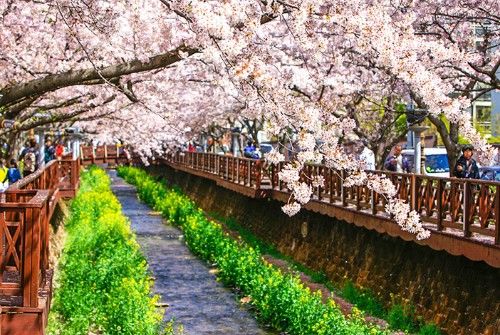 韩国春季赏花胜地,好多人旅行都会去的地方