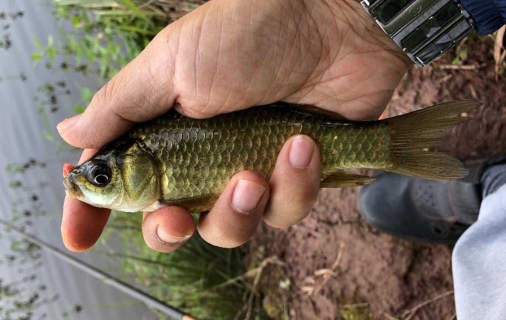 野外水库钓鱼谷麦钓法钓获野生鲤鱼和黄金鲫鱼实践教学