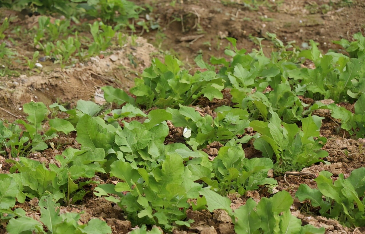 因在丈夫手机发现女子不雅照，妻子惨遭丈夫杀害后抛尸菜地！面对审讯仍为自己开脱