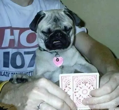 20張狗狗搞笑圖片，趕快給勞資刪了，我不要面子的啊