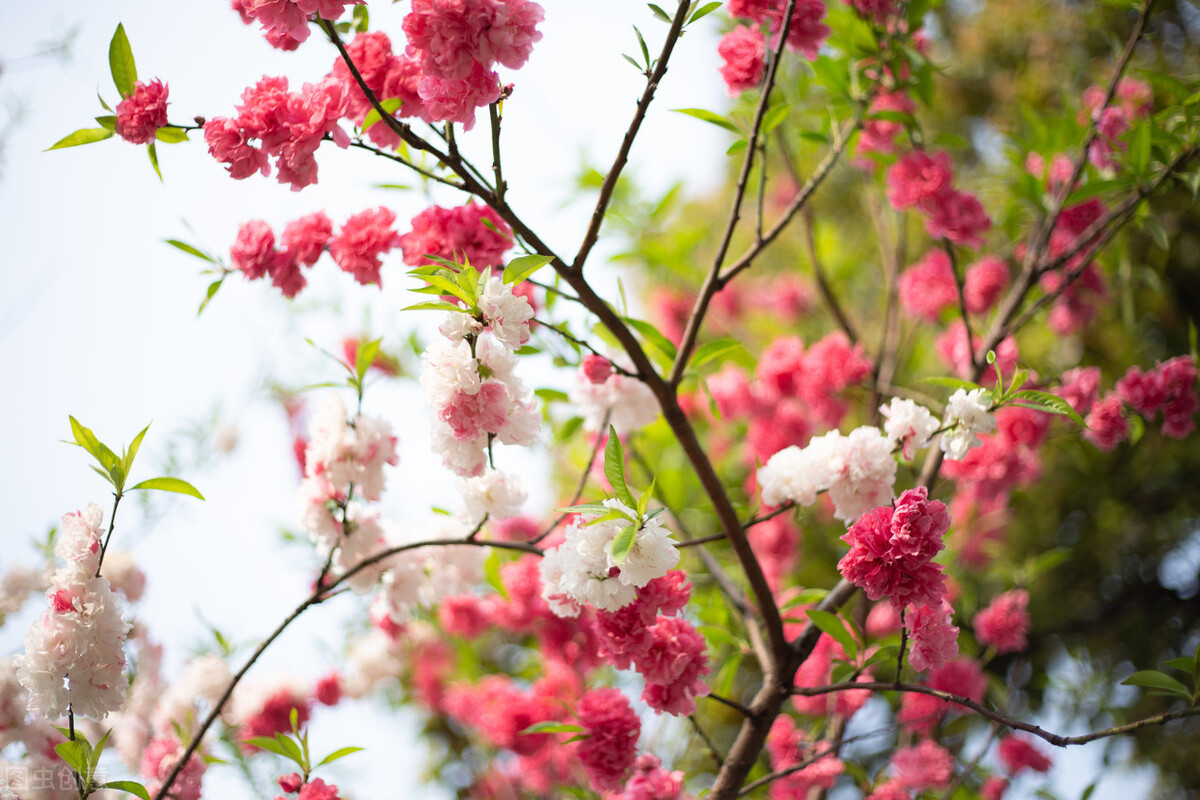 春分：轻风细雨，惜花天气，将春色收入眼，将温暖拥入怀