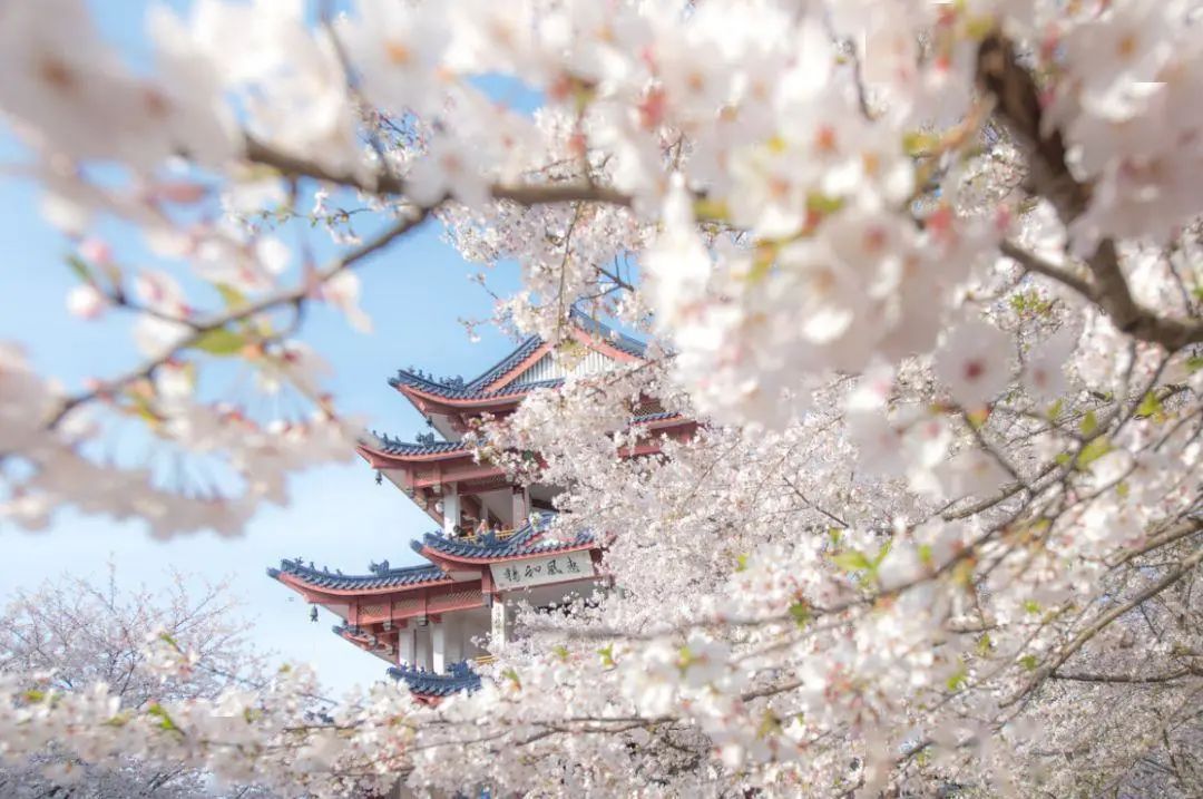 这才是3月最值得去的绝美旅行地，藏着中国最绝美的春天