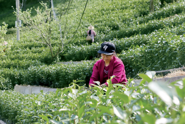 年产值近8000万元！商城高山茶带动茶农增收致富