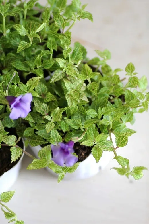 彩叶地被植物推荐 蓝色脉冲 金叶过路黄 花叶络石 黄金络石 花园匠心 Mdeditor 彩叶地被植物推荐 蓝色脉冲 金叶过路黄 花叶络石 黄金络石 花园匠心 Mdeditor