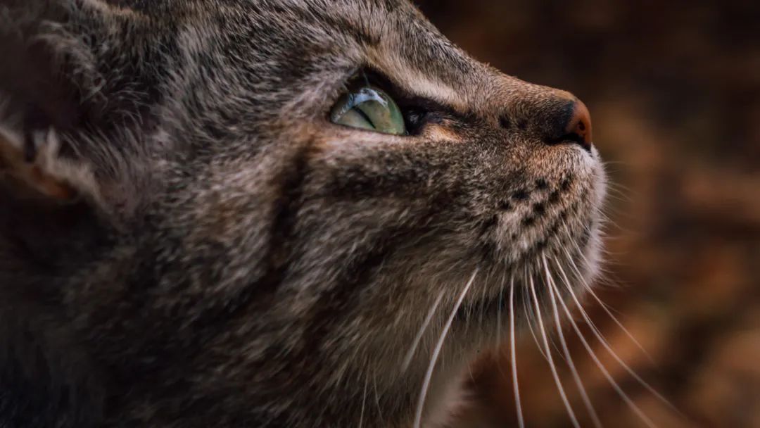 猫宫庄园 如何阻止猫在水槽和浴缸里大小便 猫宫庄园 Mdeditor