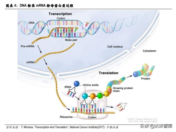 疫苗技术专题分析报告：mRNA疫苗开启疫苗行业新时代