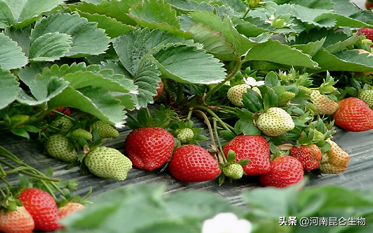 C视频丨成都双流：冬日草莓采摘 尽享莓好时光_四川在线