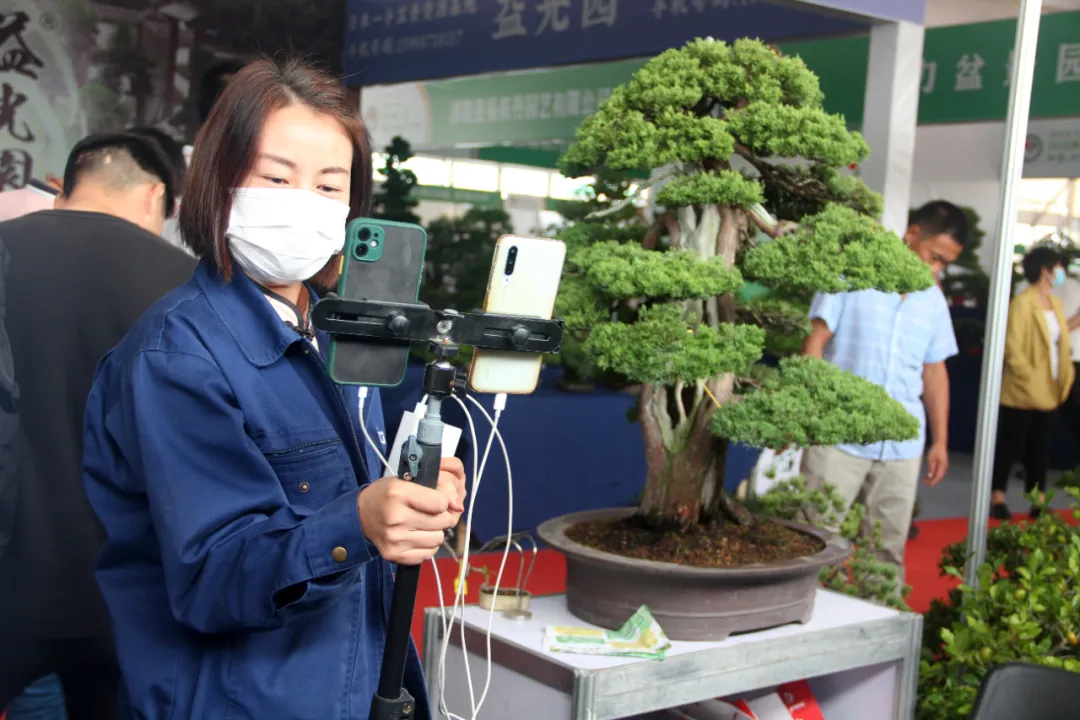 江苏沭阳：国庆时期花木买卖额达8.2亿元