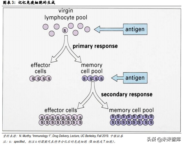 疫苗技术专题分析报告：mRNA疫苗开启疫苗行业新时代