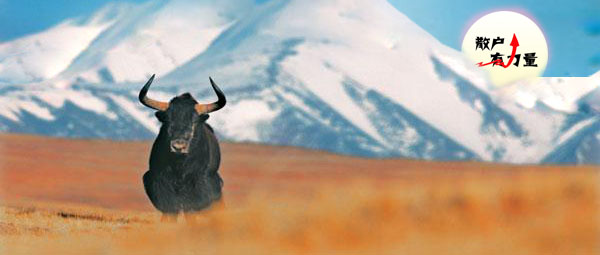 游戏股崩了，但还是有人敢抄底