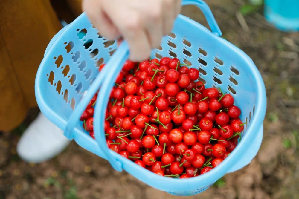 璧山樱桃登上央视，4月最热门的水果，好吃的重庆人都出动了