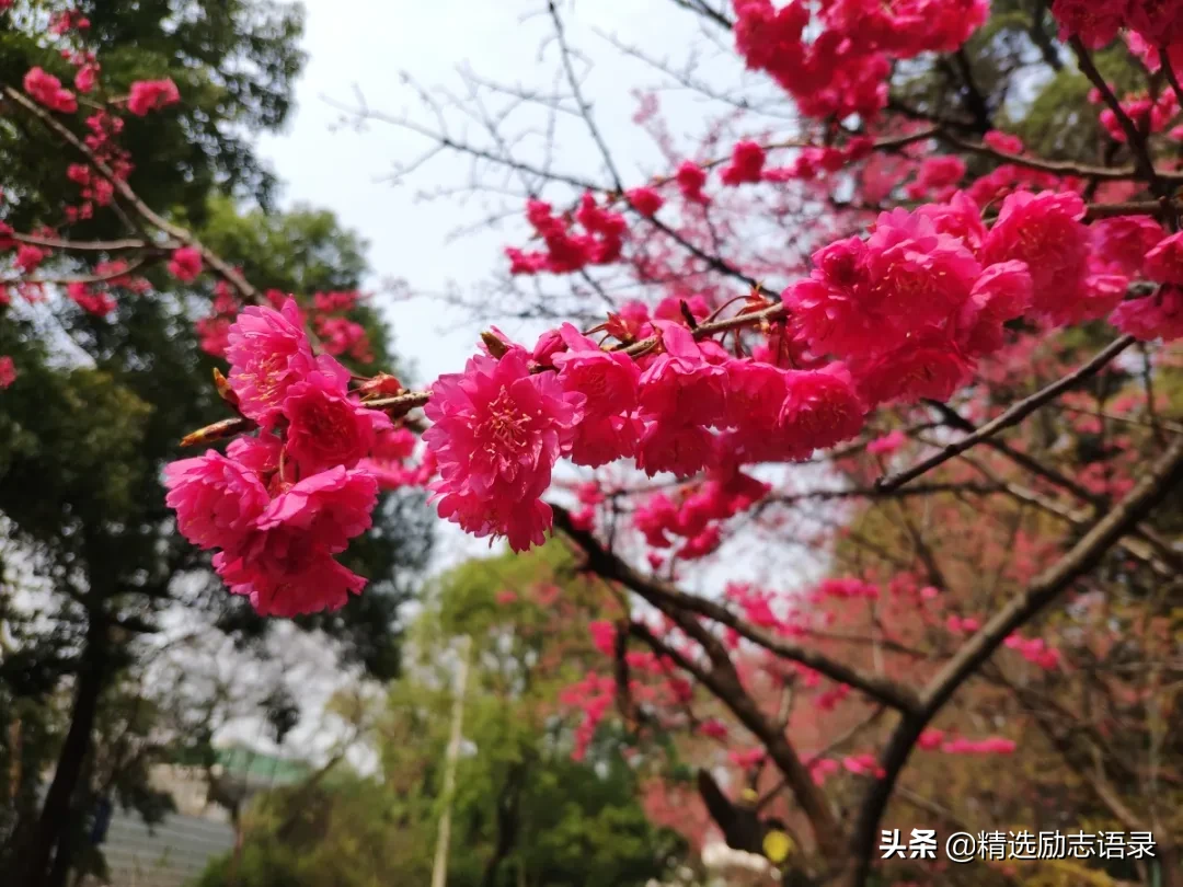 武汉的樱花，开了
