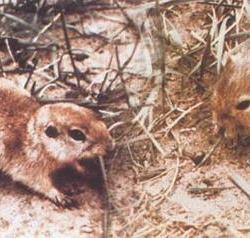 新疆三十万老鼠离奇跳崖，专家纷纷进行猜测，