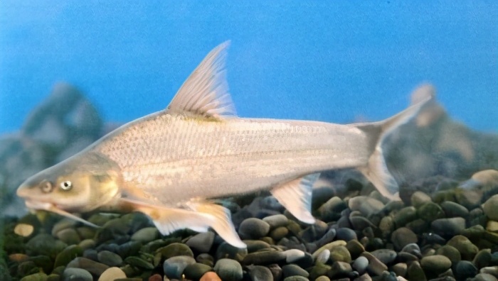 53吻鮈 鲤科rhinogobio typus bleeker(秋子,长鼻白杨鱼)54四同吻鮈