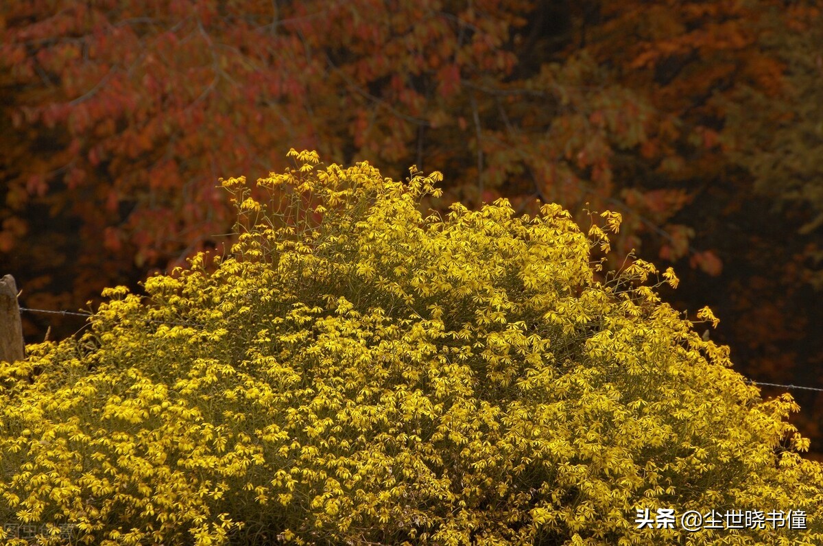 刘长卿这首诗情景交融，虽然只有寥寥数语，但是每一句都很感人-第6张图片-非凡网