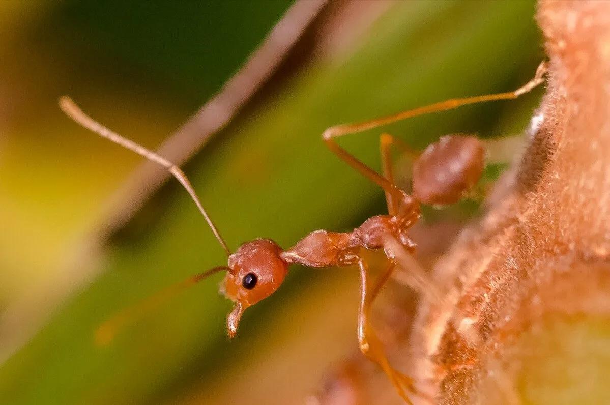 警惕这个最毒的蚂蚁：村民被红火蚁咬后休克_社会_蛋蛋赞