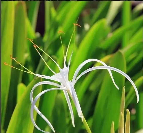 160種· 奇花異草,絕對有你沒見過的! 「下部分」