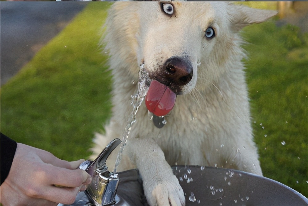 狗狗突然大量喝水，一般有这几个原因，第3个要警惕起来