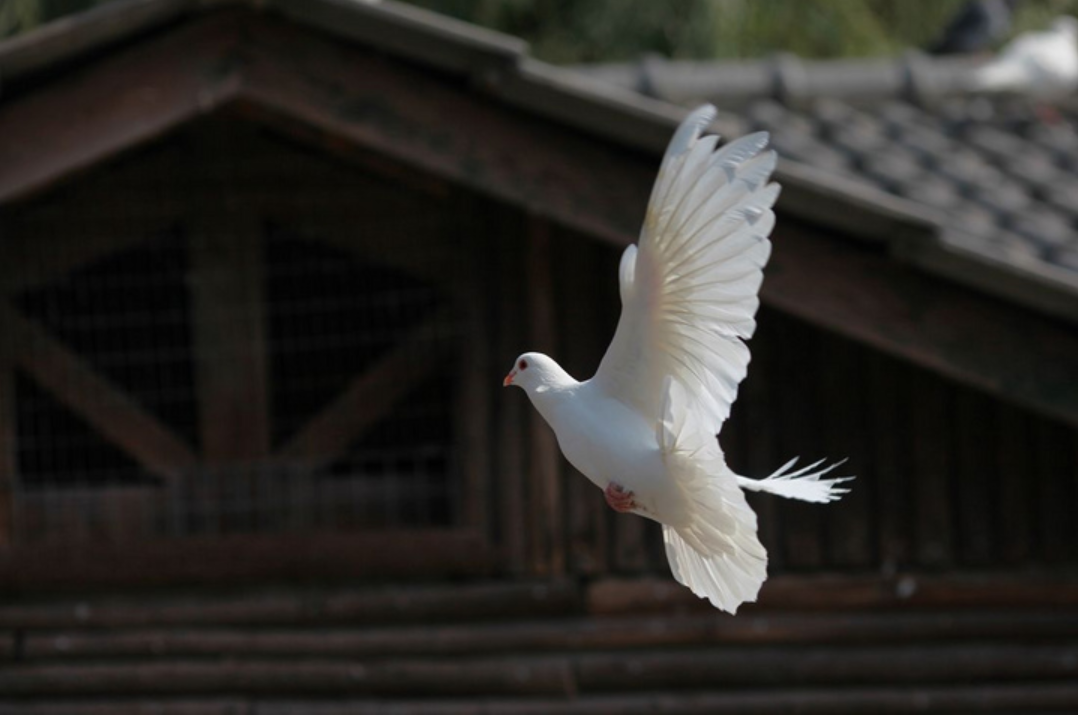 飞在古诗词里的鸽子，让你了解鸽子的历史-第16张图片-诗句网