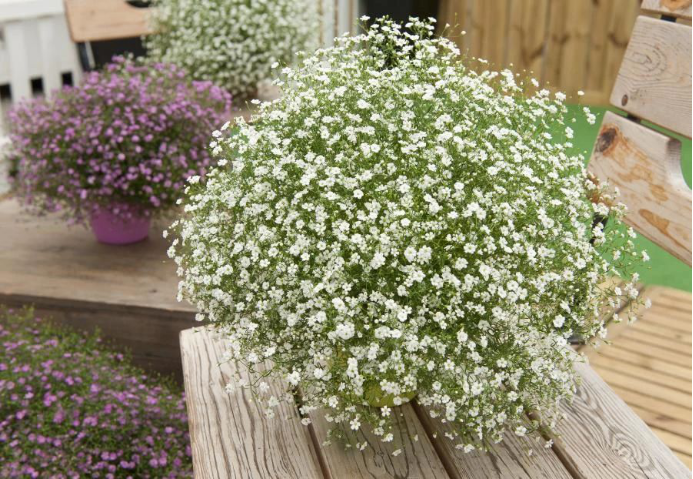 8种 早春花 开花早 花期长 耐寒 抗旱 比绿萝都皮实好养 资讯咖 8种 早春花 开花早 花期长 耐寒 抗旱 比绿萝都皮实好养 资讯咖