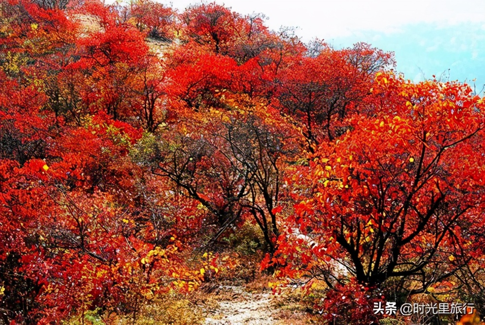 香山红叶渐入观赏期美不胜收宛若仙境