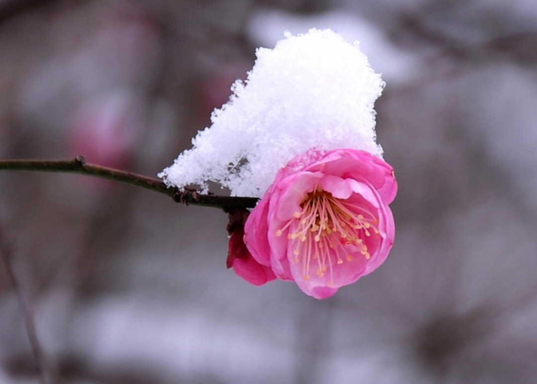 春雪初消好问程，十首春雪的诗词，看银装素裹如画风景-第3张图片-非凡网