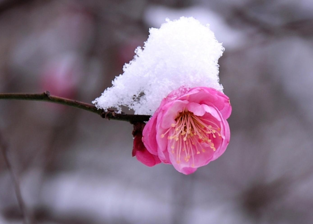 春雪初消好问程，十首春雪的诗词，看银装素裹如画风景-第5张图片-诗句网