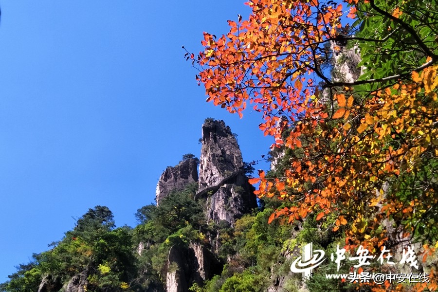 Huangshan Scenic Area enters the best viewing period of autumn
