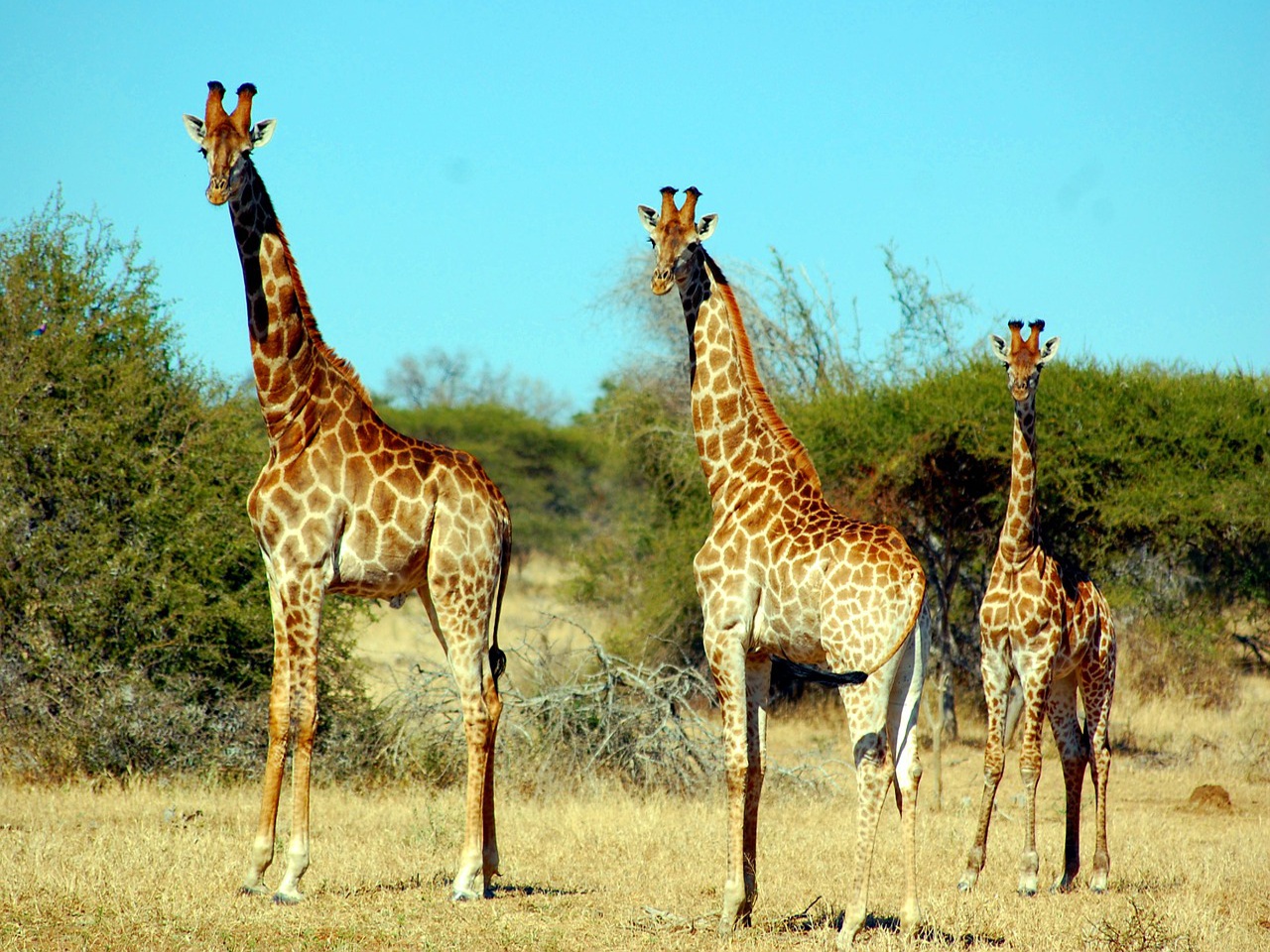 看百科学英语：Giraffe长颈鹿