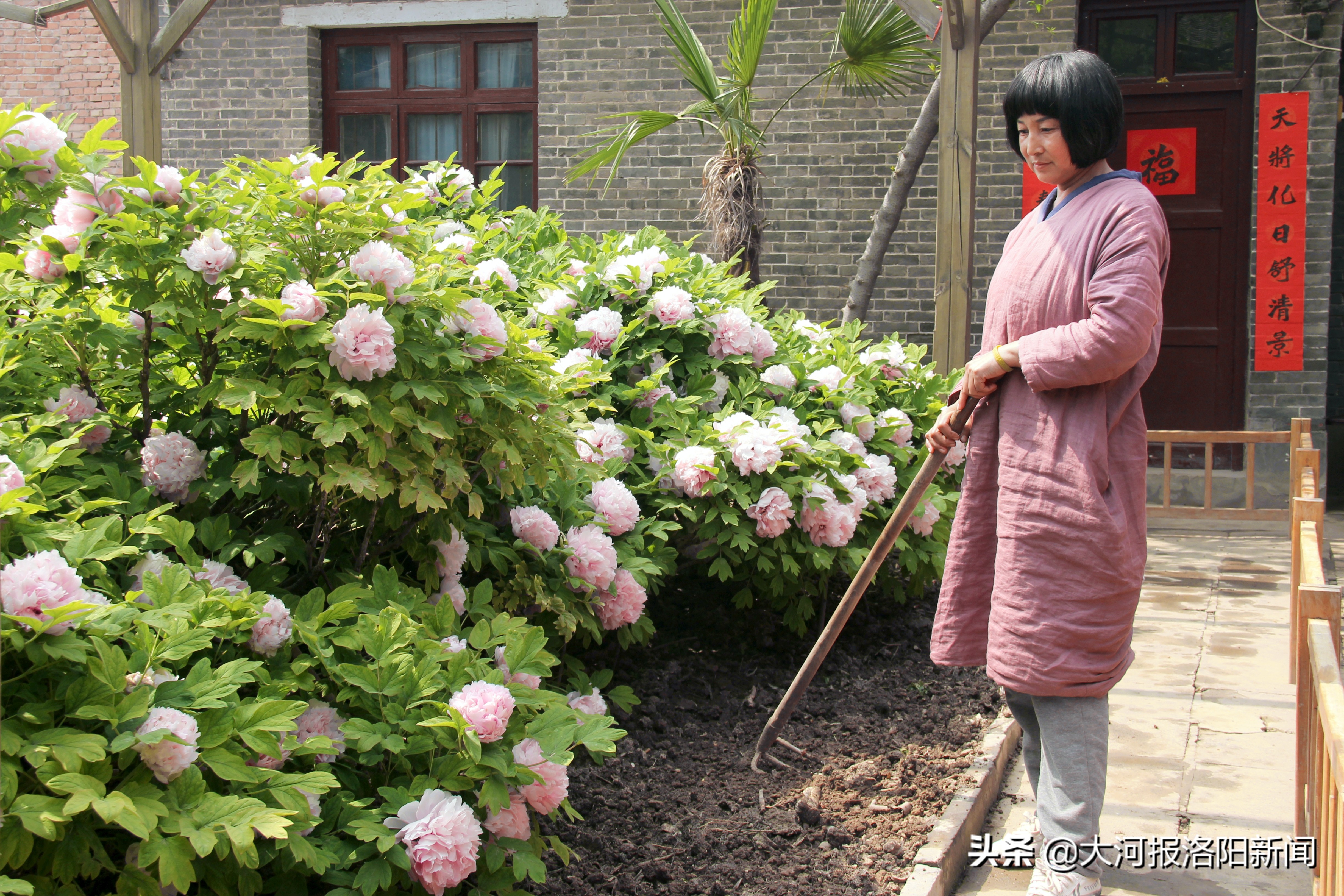 “喝”肉汤的“牡丹花王”藏身洛阳农家小院，单株牡丹盛开超500朵