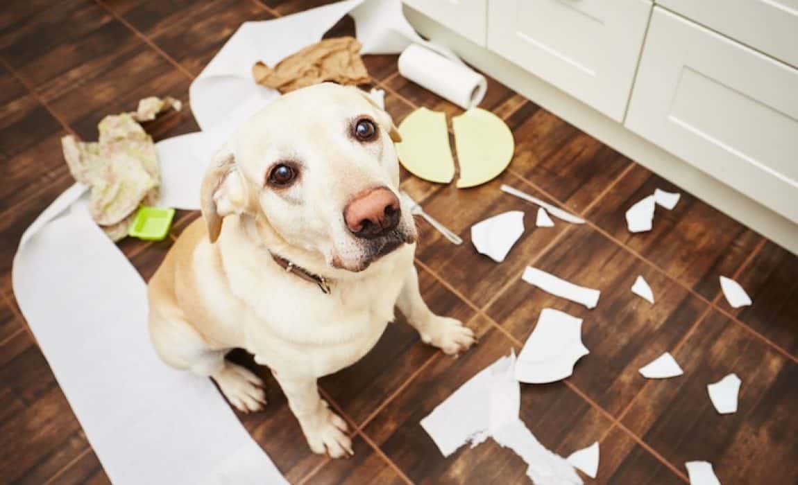 狗狗爱翻垃圾桶，主要是这3个原因，主人该怎么纠正这坏习惯？