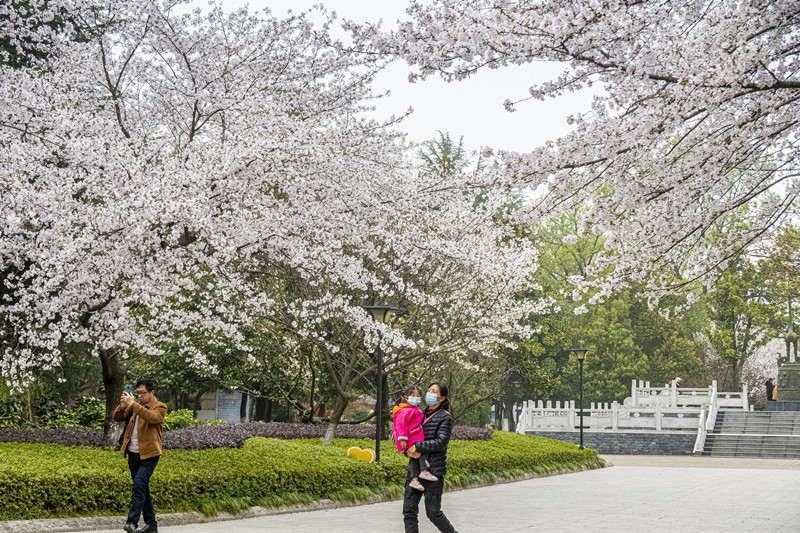 随州：樱花开正艳 市民来打卡