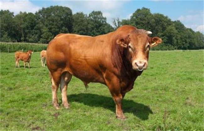 牛犊抢着买，肥牛却卖不掉，养牛户如何解决销路问题？