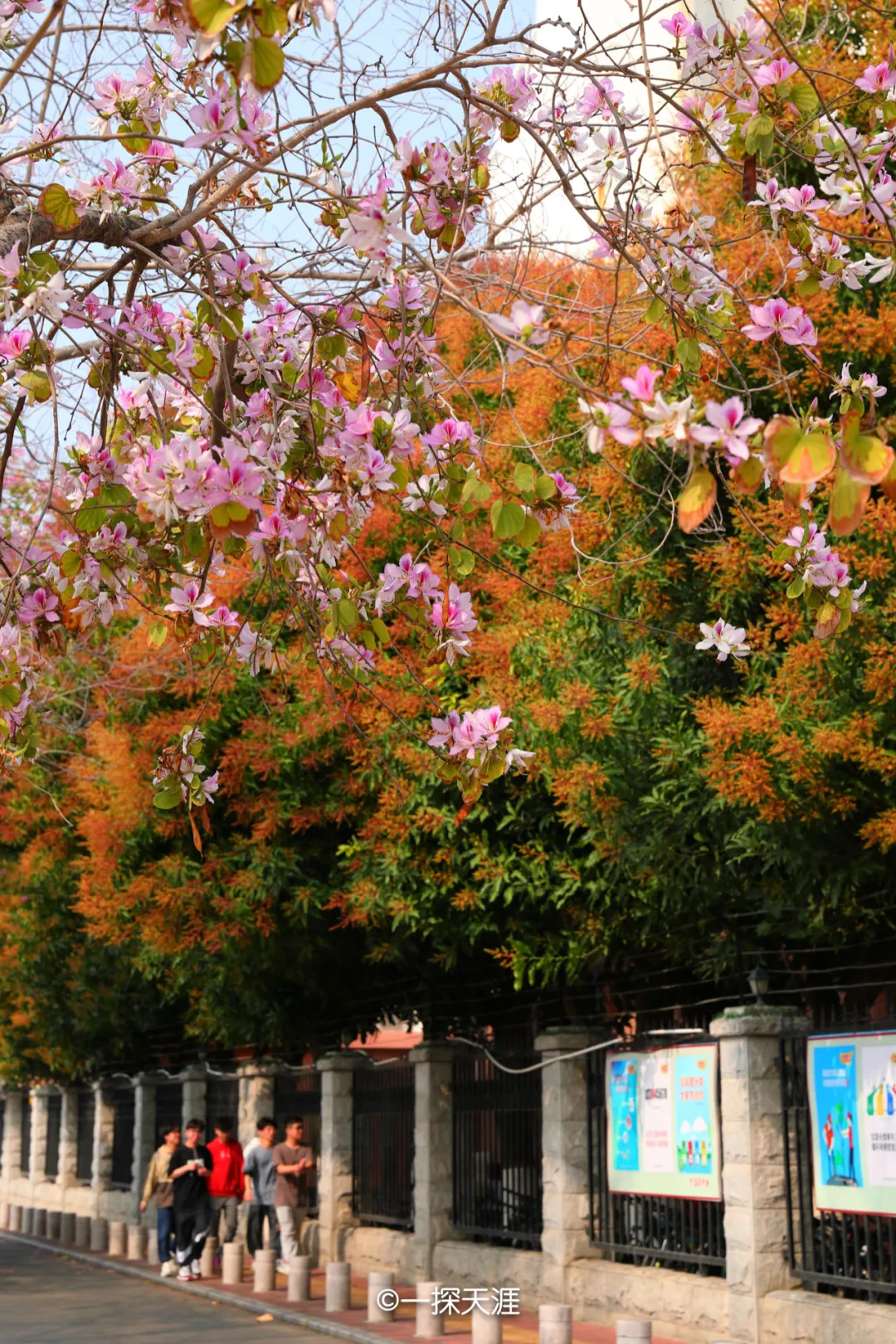 厦门华侨博物馆门口,一棵芒果树突然长成了猩猩的模样