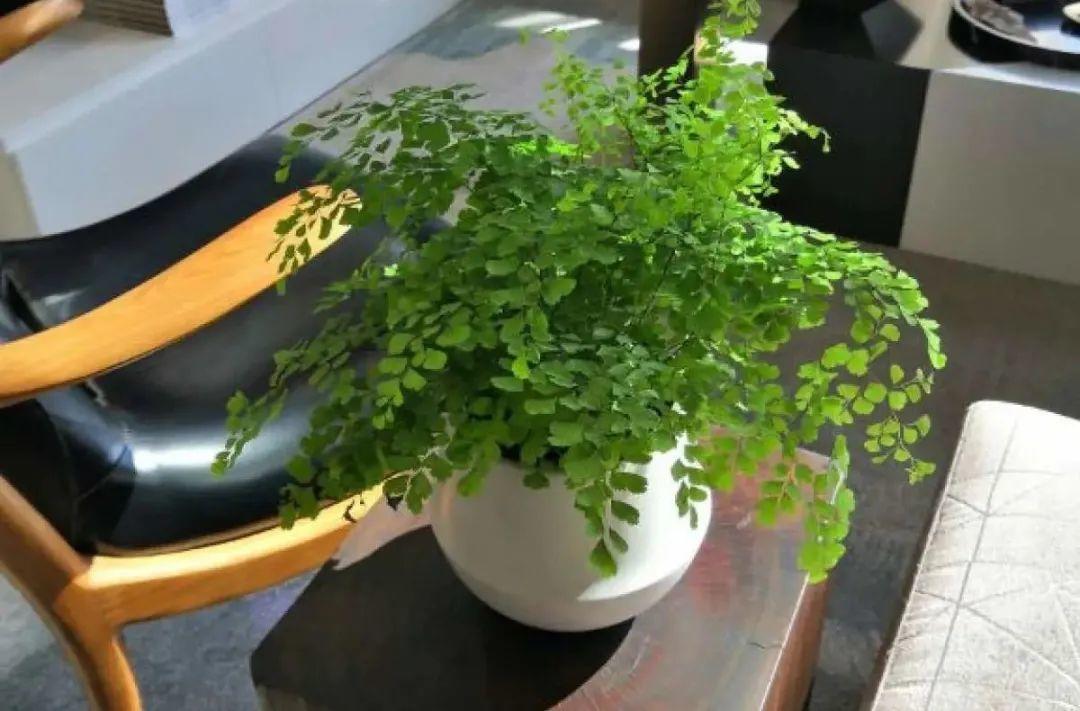 春天不能晒的花，越晒越丑，放阴凉地儿，反倒