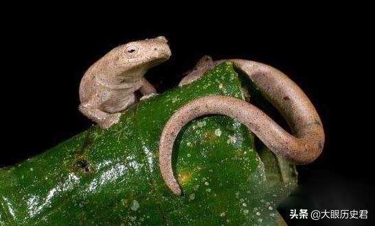 解读现代坠龙事件，真龙究竟是虚幻还是真有其事?