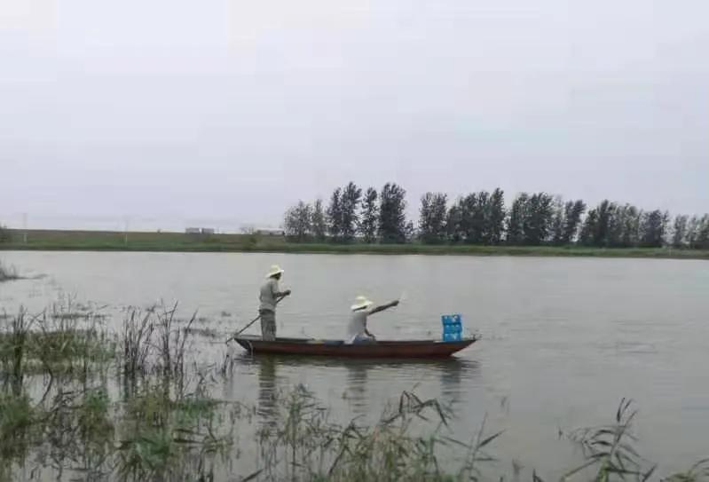 武汉知音故里（蔡甸)着力打造生态水产品金字招牌“品原生”