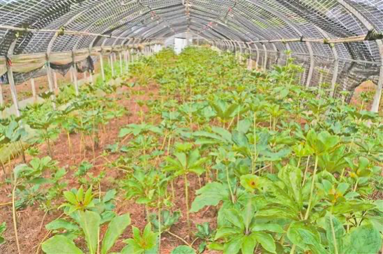 感知中医药魅力｜三七功效原来如此神奇？