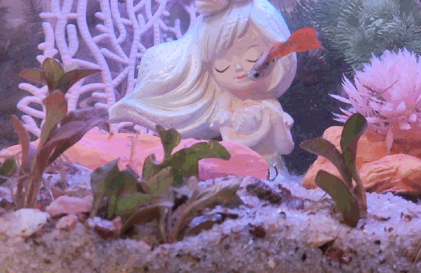 生态设计花鱼共生，画法几何两栖生态鱼缸养鱼更轻松