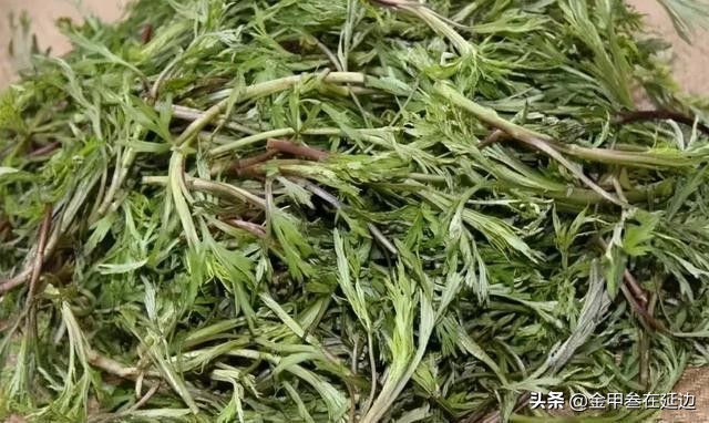 盘点东北人挚爱的野菜！不知道你吃过几种？现在买真不便宜…