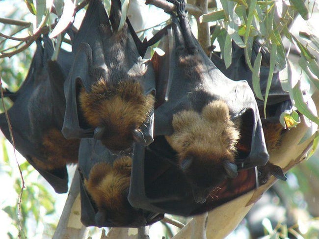 翼展近2米，吃水果帮助传播种子的狐蝠，为何仍遭遇灭绝威胁？