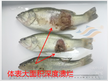 加州鱸魚養(yǎng)殖模式分析：投喂方式、放養(yǎng)水體、常見病害的分享