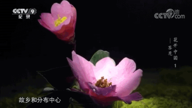 原来“花”也是一种对话，这部纪录片如何记录