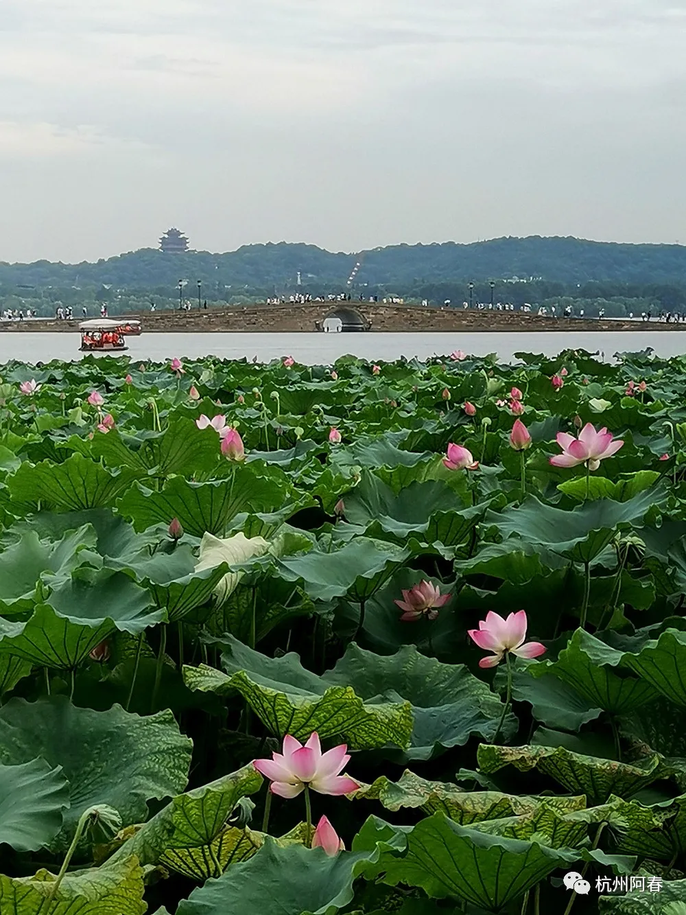 阿春手機拍花：西湖荷花進入盛開時