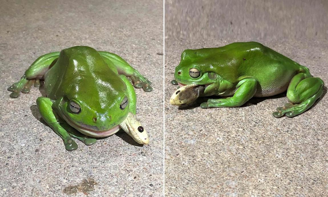 不怕中毒的烟蛙专吃毒蛇的青蛙