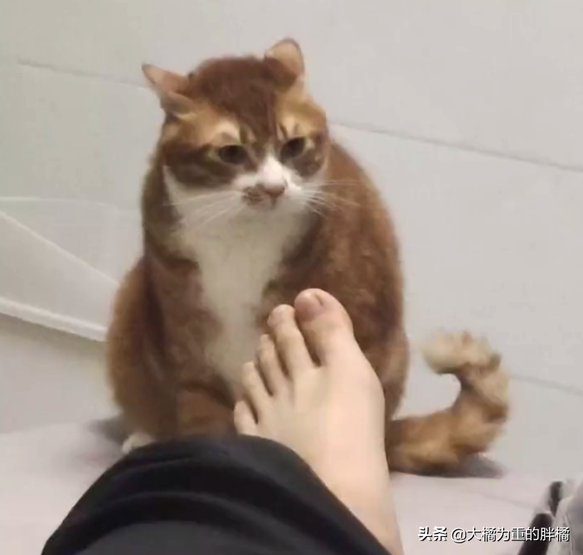 Feline Mi loves to sniff host smelly leg, "Above " hind bite a foot, master one foot spurn, it still holds out bear grudges